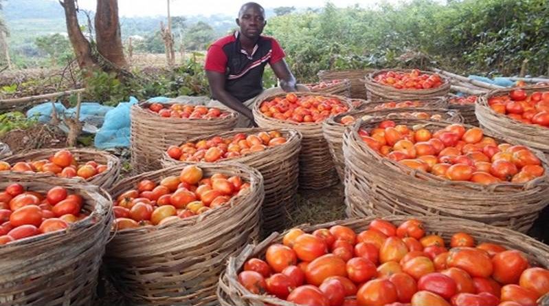 Tomato Jos Receives $1.2 Million Support From USAID-Crystal News