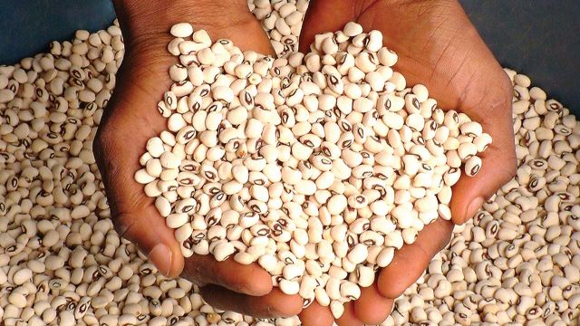 Nigeria EU beans export ban