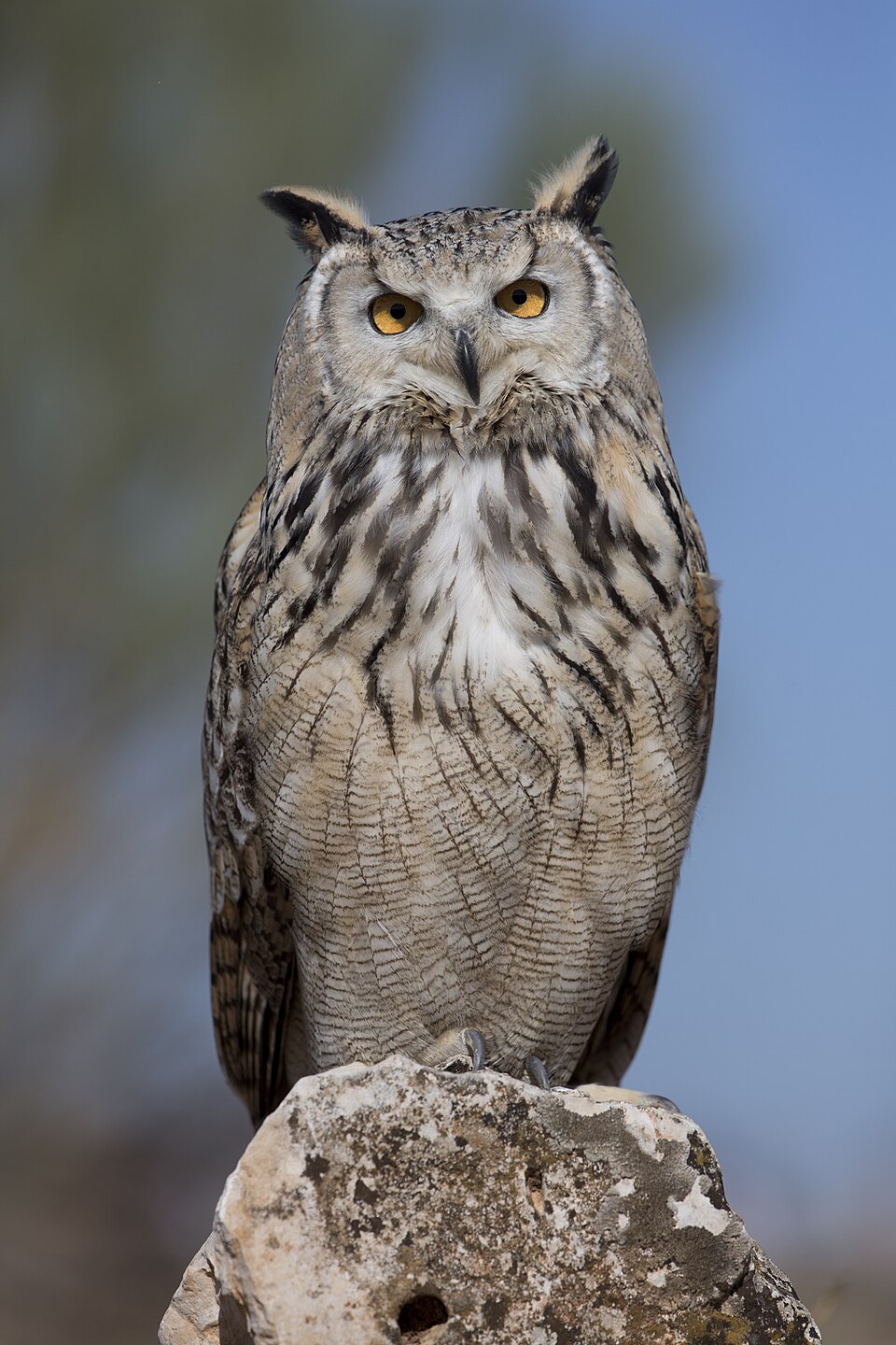owls